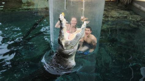 Swim With Crocodiles In The Cage Of Death And Cove Entry Darwin For 2 Adrenaline