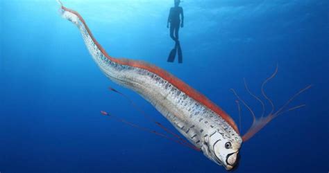Meet The Giant Oarfish The Longest Bony Fish In The World