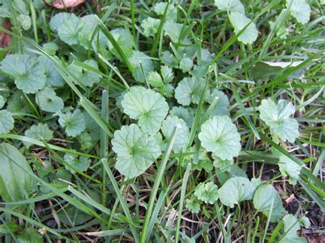 How To Identify Common Lawn Weeds How Tos Diy