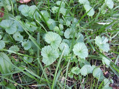 How To Identify Weeds In Your Garden Fasci Garden