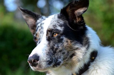 Koolie Dog Breed Information Stats Photos And Videos