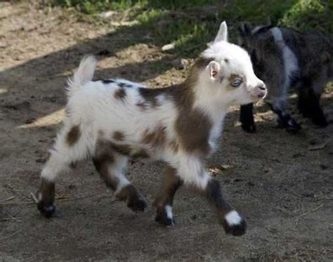 29 Funny Baby Goat Pictures That Show They Could Be the Most Adorable
