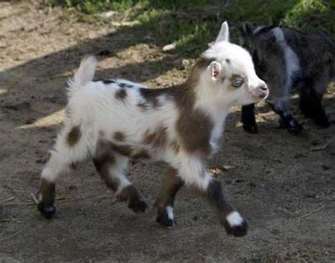 29 Funny Baby Goat Pictures That Show They Could Be The Most Adorable