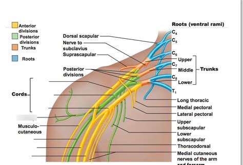 Station 5 Cervical And Brachial Plexuses Diagram Quizlet