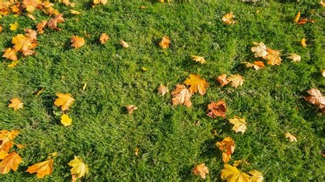 Best Time To Overseed Lawn In Northeast Fall Spring Heres Why