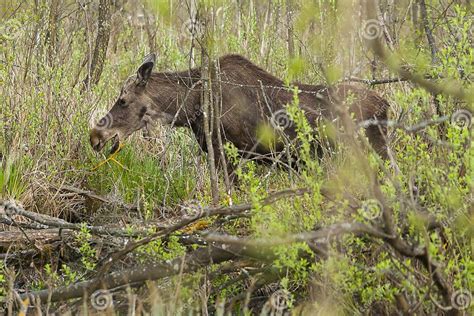 Moose In The Swamp Biebrza Marshes National Park Stock Photo Image