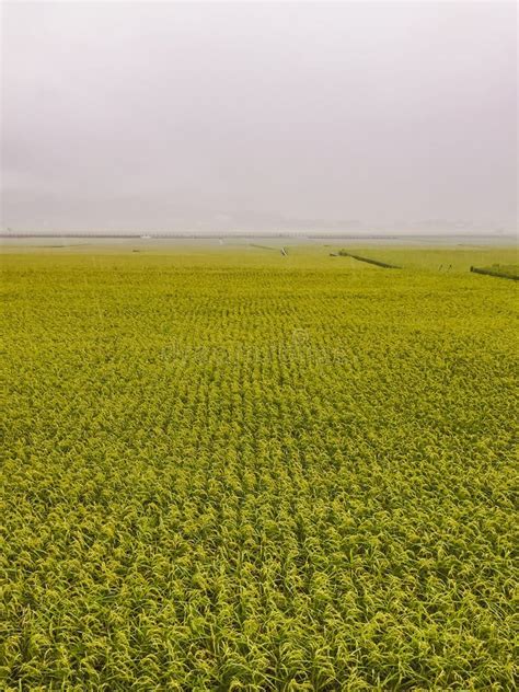 Rice Fields Of Taiwan Stock Image Image Of Agriculture 105363649