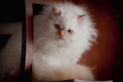 Standing, studio, flame, cat tail, flash, looking, cat portrait, no people, looking at camera, sitting, furr, pets, stunning, cute, portrait, tail, side, color point, adorable, fluffy, light, beautiful, looking away, love, red, animals, black, himalayan, blue eyes, longhair, nice, cat, feline, chat, persian. THE FELINE PHOTOGRAPHY of DAVE RUSSO