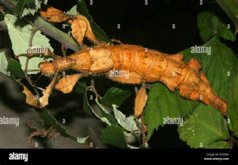 Female Australian Giant Prickly Stick Insect Extatosoma Tiaratum Ak