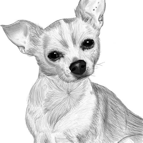 Dog Drawing Zhcsubmissions