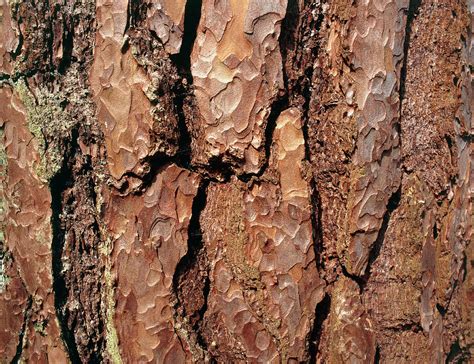 Scots Pine Bark (pinus Sylvestris) Photograph by Bjorn Svensson/science ...