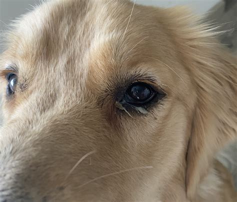 Eye Discharge And Redcloudy Golden Retriever Dog Forums