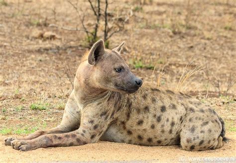 A Spotted Hyena In South Africas Kruger National Park Hyena Hyenas