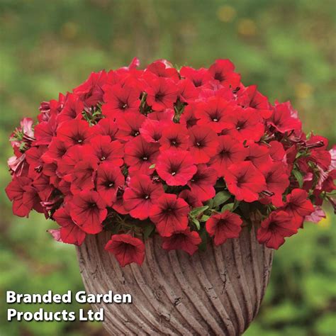 Petunia Trailing Surfinia Deep Red Suttons