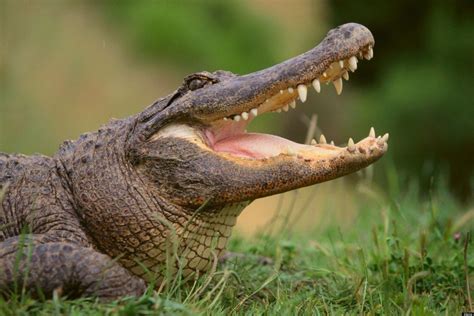 Fill your cart with color today! Alligator Facts: 20 Interesting Facts About Alligators