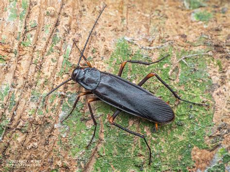 Cockroach Blattodea Pa172713 Nicky Bay Flickr