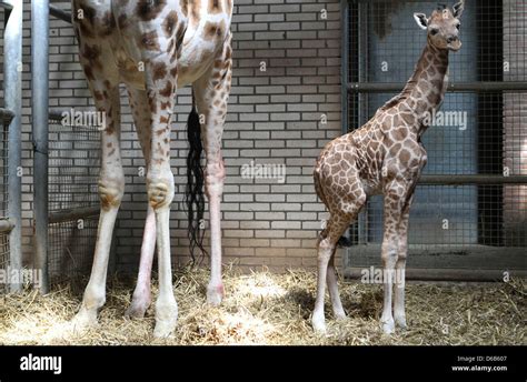 A Female Baby Giraffe Takes Her First Steps After Being Born At The Zoo