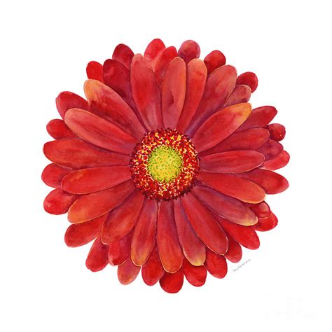Gerbera Daisy Painting At Paintingvalley Com Explore Collection Of