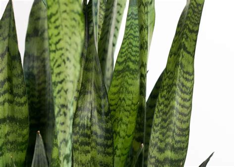 How Often Do You Water Snake Plants Watering Care Guide Green