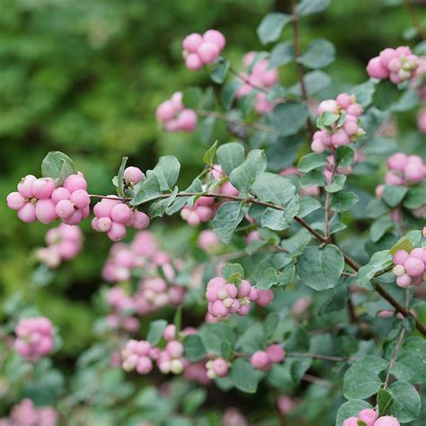 Proud Berry Symphoricarpos Spring Meadow Wholesale Liners Spring