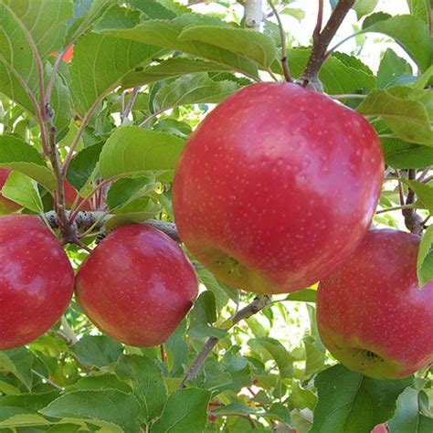 Purchase a pink lady apple tree in a gallon trade pot. Pink Lady Espalier in 2020 | Apple tree, Pink lady apples ...