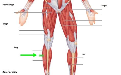 Lower Leg Muscle Flashcards Quizlet