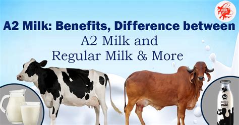 A2 Cow Milk Benefits Difference Between A2 Milk And Regular Milk