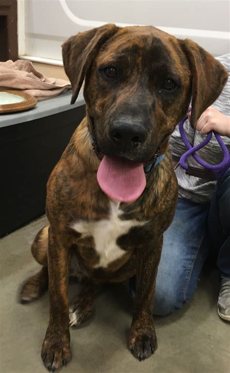 Boxador dog for Adoption in Amarillo, TX. ADN-742575 on ...