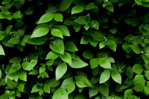 Free Images Green Leaf Flower Groundcover Flowering Plant Herb