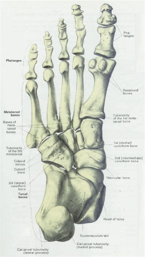 The bones of the leg are the femur, tibia, fibula and patella. Plantar Aspect Of Foot Bones - slidedocnow