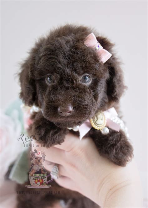 Chocolate Poodle Puppy For Sale 062 Teacup Puppies Teacup Puppies