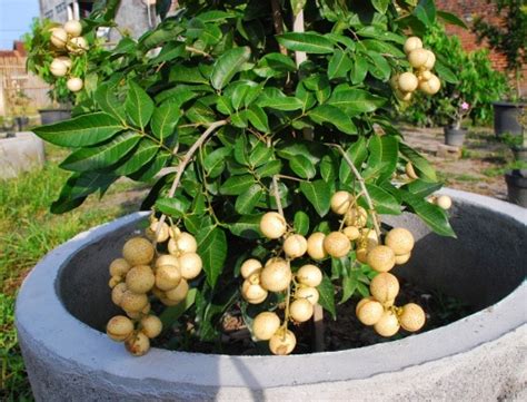 10 jenis tanaman buah dalam pot yang cepat berbuah 1. Jenis Tanaman Buah Yang Bisa Ditanam Dalam Pot ...