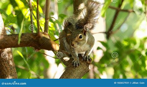 Cute Squirrel Looking At The Camera Stock Image Image Of Hiding