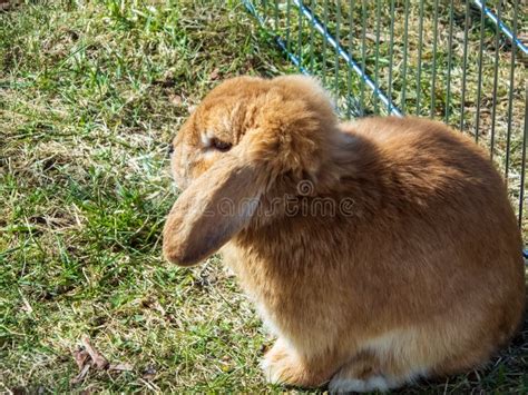 Brown And White Coloured Lop Rabbit With Ears Down On Grass Stock Photo