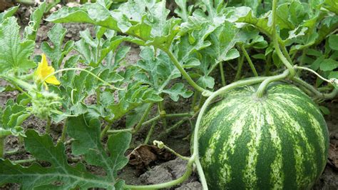 How To Plant Grow And Harvest Watermelon Bunnings Australia