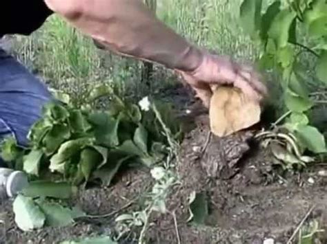 Trees that are still growing should be fertilized throughout the year. Growing Hazel Nut / Filbert Trees. Planting, Picking ...