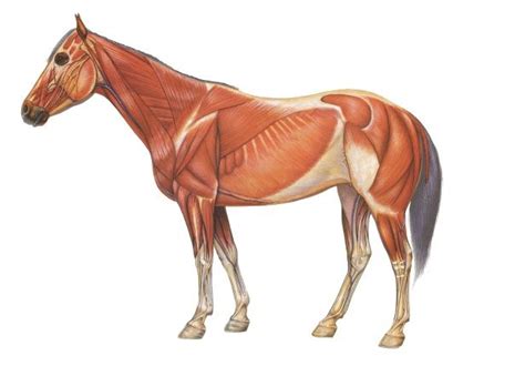 Equine Anatomy Explained How It Works Magazine Horse Anatomy