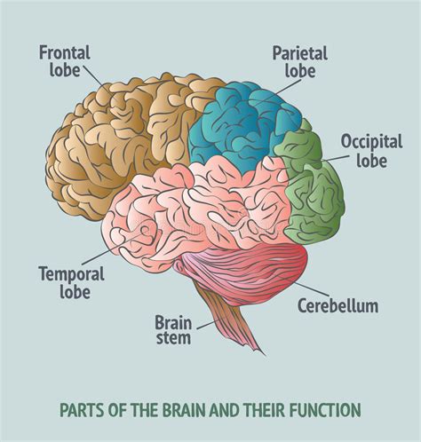 Partes Del Cerebro Humano Ilustración Del Vector Ilustración De