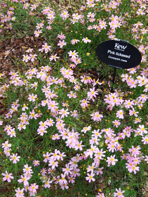 Pink Tickseed Coreopsis Rosea Installed As Part Of The Nor Flickr