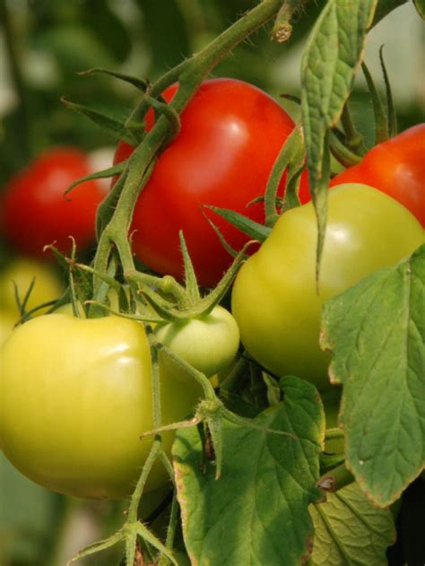 How To Fertilize Tomato Plants Story The Kitchen Garten