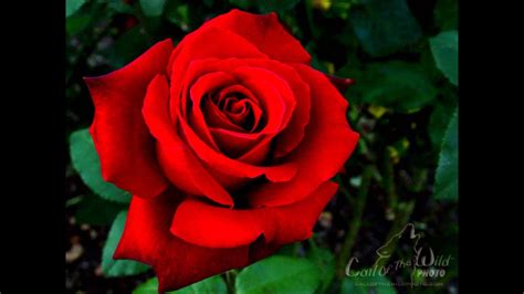 Greek mythology states that it was chloris, goddess of the flowers, who created the rose. My Love is like a Red, Red Rose - Canoldir Male Choir ...