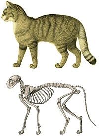 Once you have the back drawn in, you can add in the two back feet as seen in the picture. Cat anatomy - Wikipedia