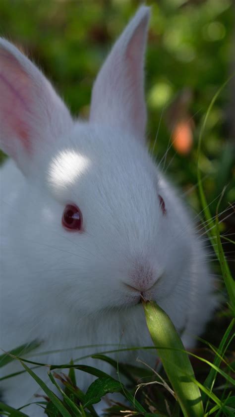 Cute White Rabbits Wallpapers