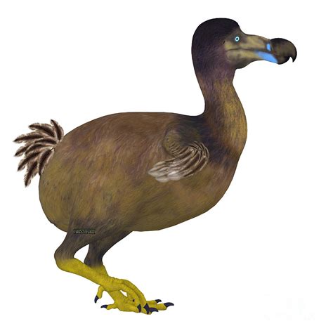 Dodo Bird Side Profile Painting By Corey Ford Fine Art America