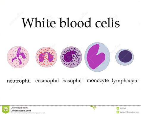 White Blood Cell Science Amino