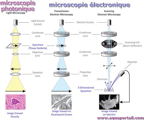 Microscopie électronique Définition Et Explications Aquaportail