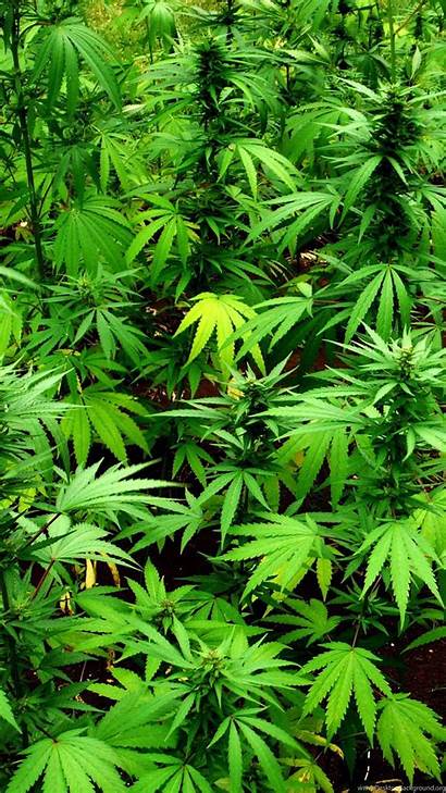 Marijuana Weed 420 Wallpapers Mary Jane Cannabis