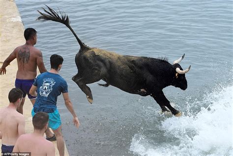 Des images qui font scandale Des taureaux forcés de sauter à l eau dans un festival en Espagne