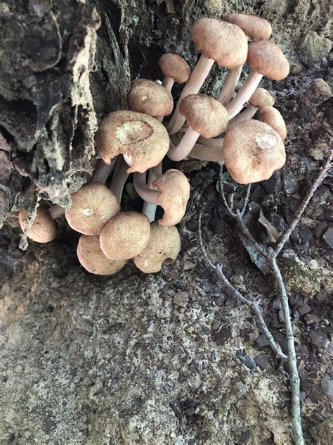 Found In West Virginia Anyone Know What They Are And If Theyre Edible