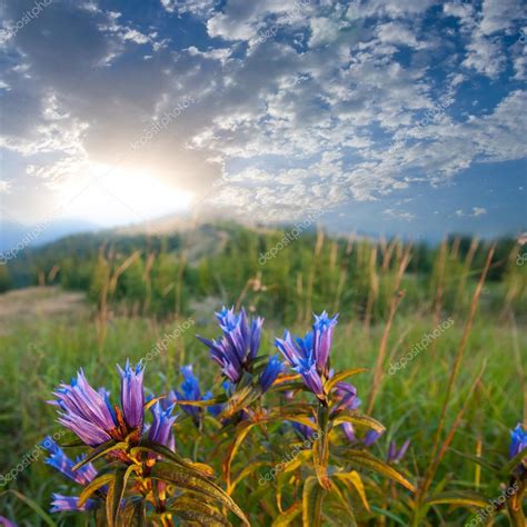 Flowers In A Steppe At The Early Morning — Stock Photo © York76 17872217